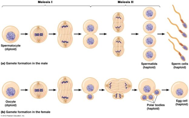 What Is The End Product Of Meiosis Ii