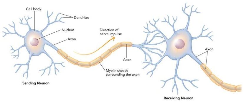 neurons nervous system