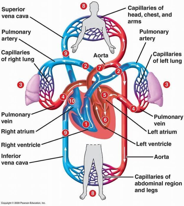 circulatory-system-is-divided-into-3-parts-blood-heart-and-blood-vessels