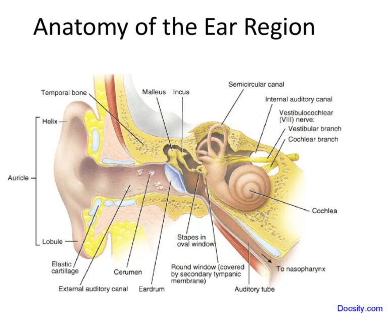 SCB 115 Lab 11 - Exercise 19 Special Senses - Natural Sciences Open ...