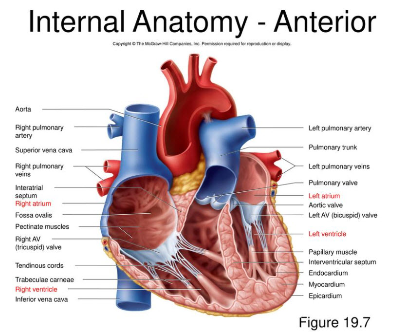 SCB 115 Lab 10 Circulatory And Respiratory System Natural Sciences 