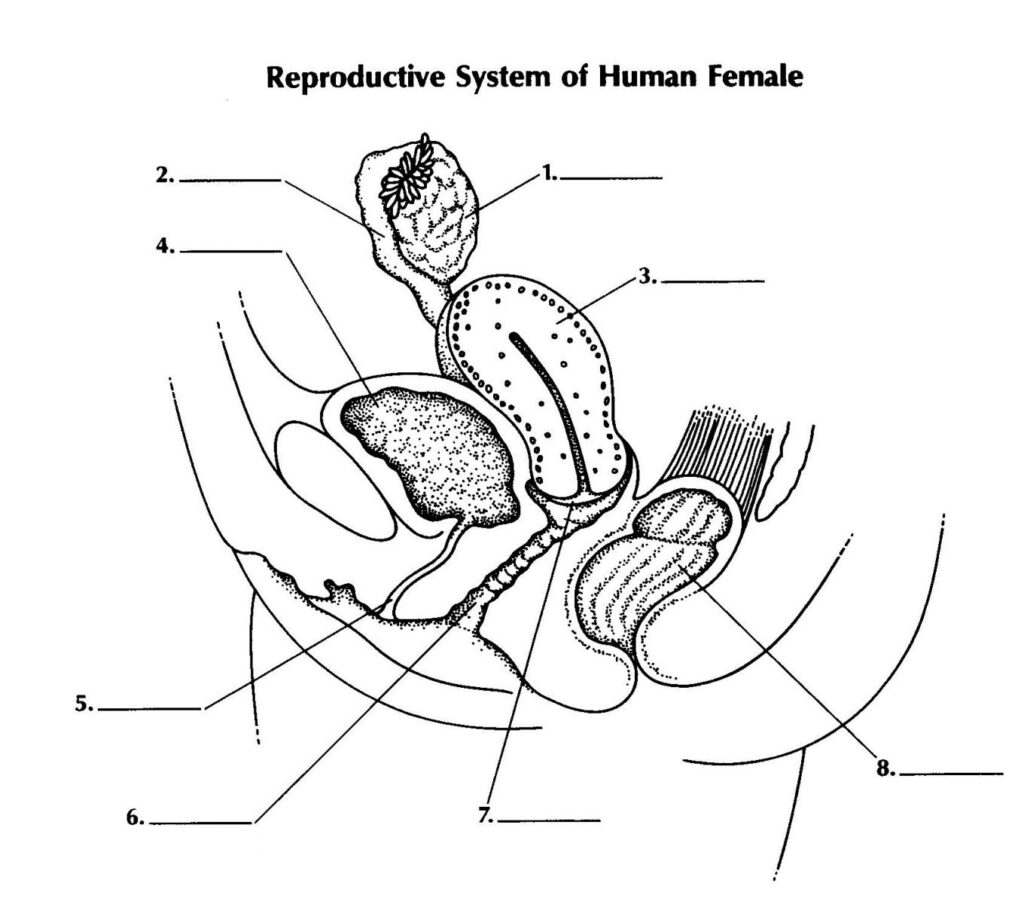 Anatomy of the male reproductive system Royalty Free Vector