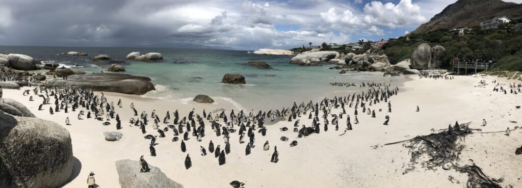 African Penguins