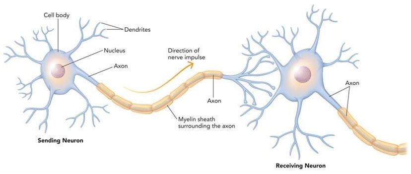 Scb 115 Lab 11 Nervous System And Special Senses Natural Sciences Open Educational Resources